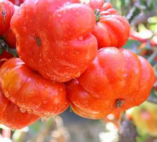 TM193-���ѷN��-�G�x�N�I(y��)