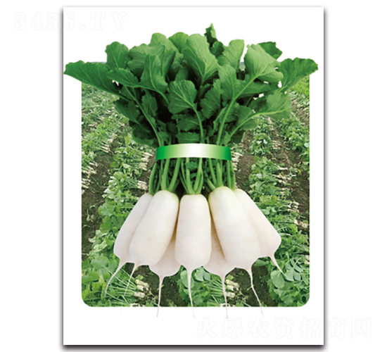 農(nóng)家愛(ài)二號(hào)-蘿卜種子-金脈農(nóng)業(yè)