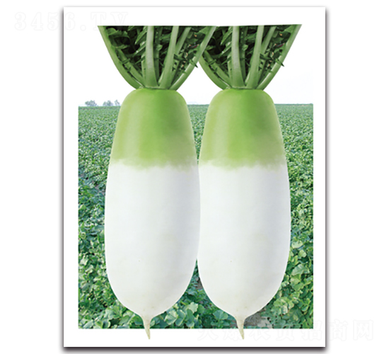 大綠新王子-蘿卜種子-金脈農(nóng)業(yè)