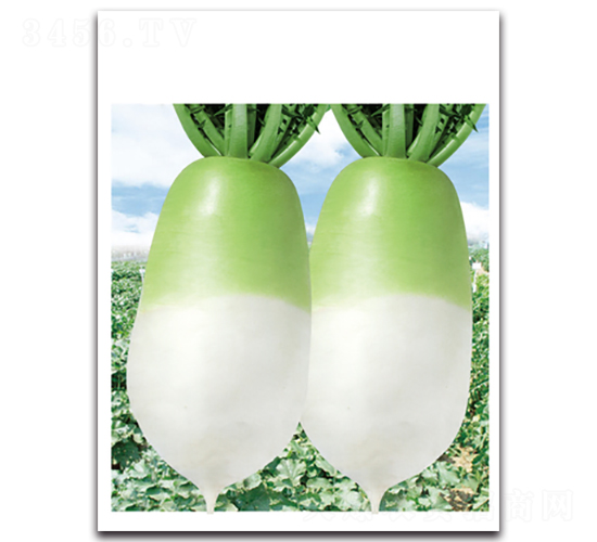 大綠秋王-蘿卜種子-金脈農(nóng)業(yè)