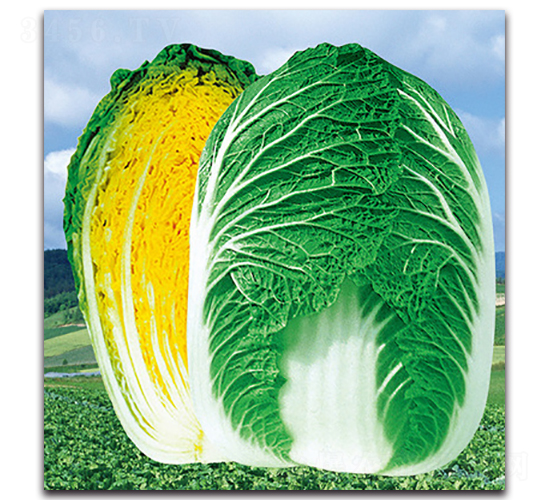 �����Sо��̖-�ײ˷N��-���}�r�I(y��)