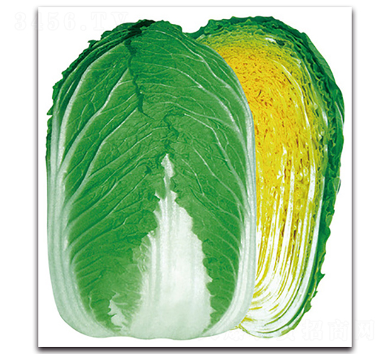 ���}��̖(h��o)-�ײ˷N��-���}�r(n��ng)�I(y��)