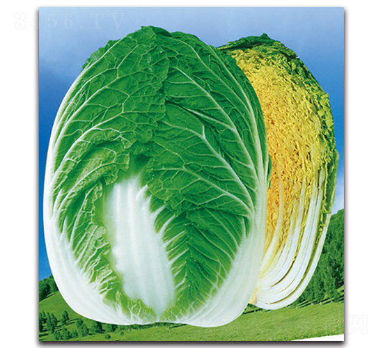 ��G���S-�ײ˷N��-���}�r(n��ng)�I(y��)