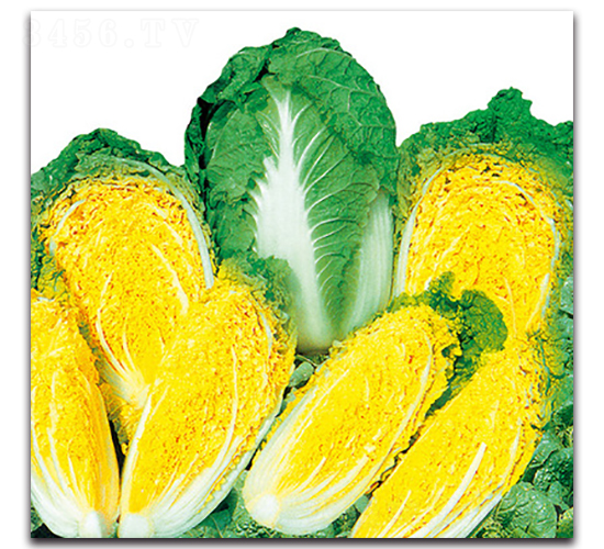 ��G�S����-�ײ˷N��-���}�r(n��ng)�I(y��)