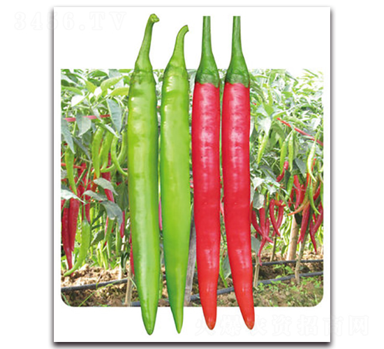 ���ί-�����N��-���}�r(n��ng)�I(y��)