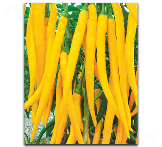 大綠黃金二號-辣椒種子-金脈農(nóng)業(yè)