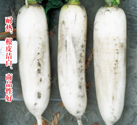 白富美-蘿卜種子-沃爾農(nóng)業(yè)