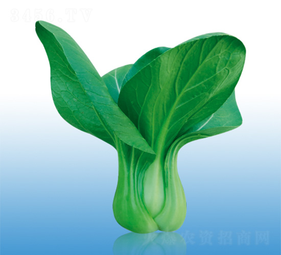 沃爾918-青梗菜種子-沃爾農(nóng)業(yè)