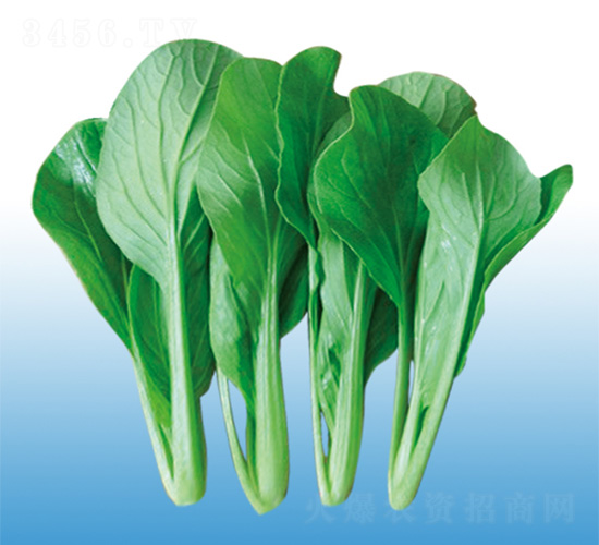 二合一耐熱雞毛菜-青梗菜種子-沃爾農(nóng)業(yè)