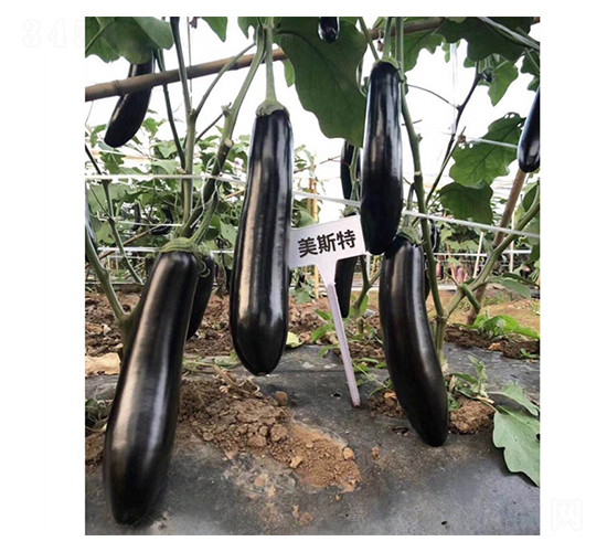 ��˹�غ��L��-���ӷN��-ʢ���N��