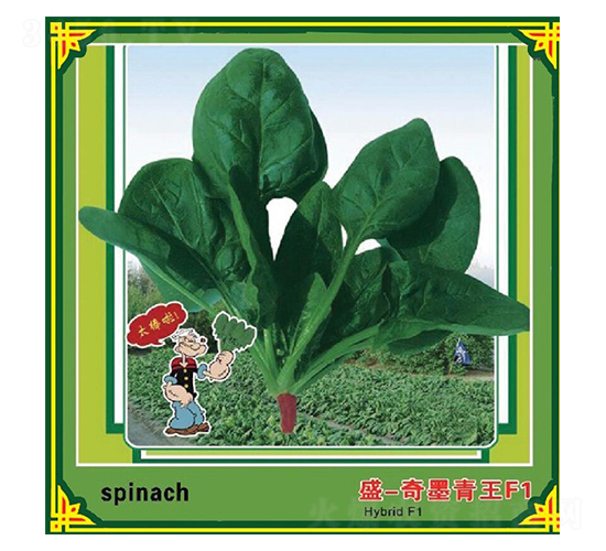 盛-奇墨青王F1-菠菜種子-盛琪種子