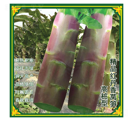 紅丹香萵苣種子-盛琪種子