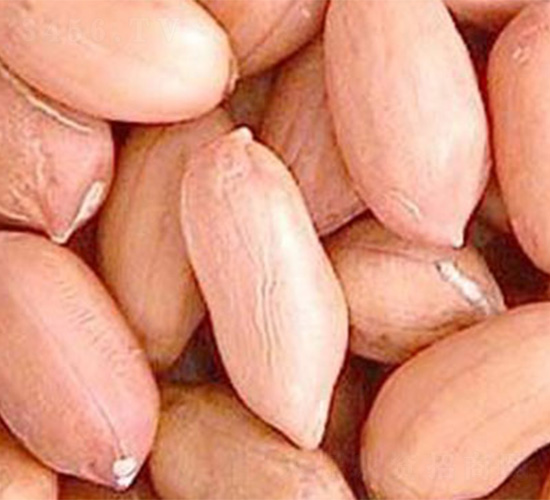 ?；?號(hào)-花生種子-哈維農(nóng)業(yè)