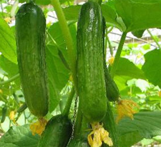 ��ِ��2̖(h��o)936-�S�ϷN��-���S�r(n��ng)�I(y��)