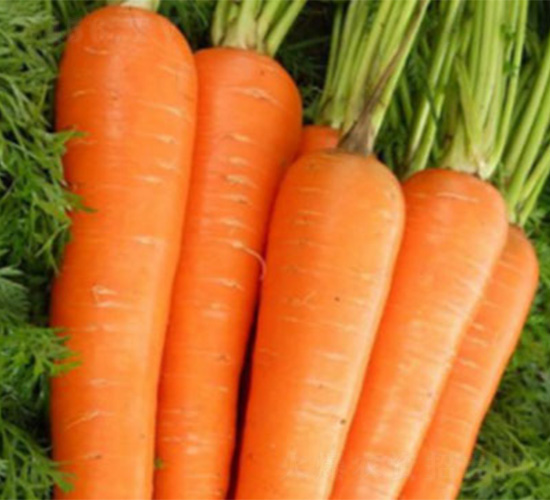 EC228-胡蘿卜種子-哈維農(nóng)業(yè)