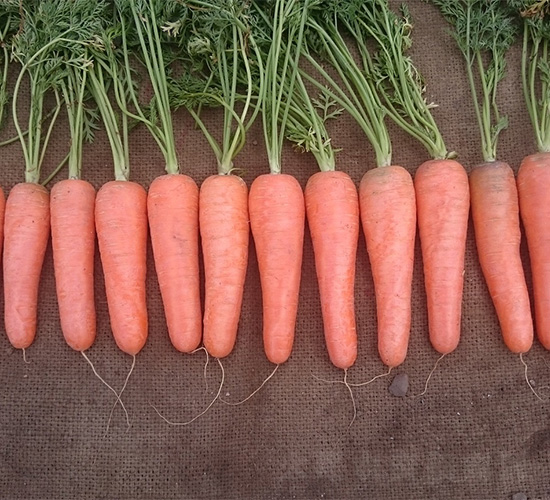 哈維1366-胡蘿卜種子-哈維農(nóng)業(yè)