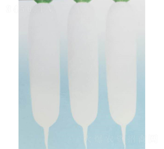 雪妃958-白蘿卜種子-哈維農(nóng)業(yè)