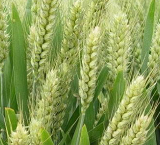 焦麥668-小麥種子-哈維農(nóng)業(yè)