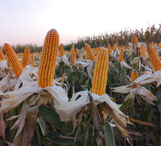 鄭單2265-玉米種子-哈維農(nóng)業(yè)