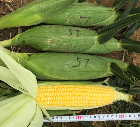 �S��57-���׷N��-���S�r(n��ng)�I(y��)