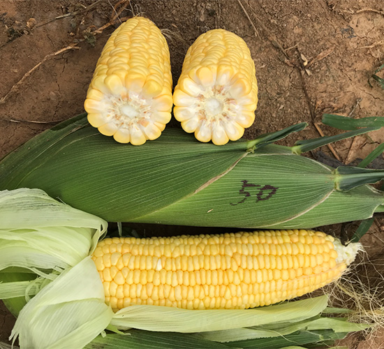 維甜50-玉米種子-哈維農(nóng)業(yè)