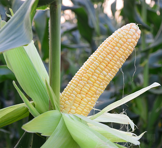 ����5̖(h��o)-���׷N��-���S�r(n��ng)�I(y��)