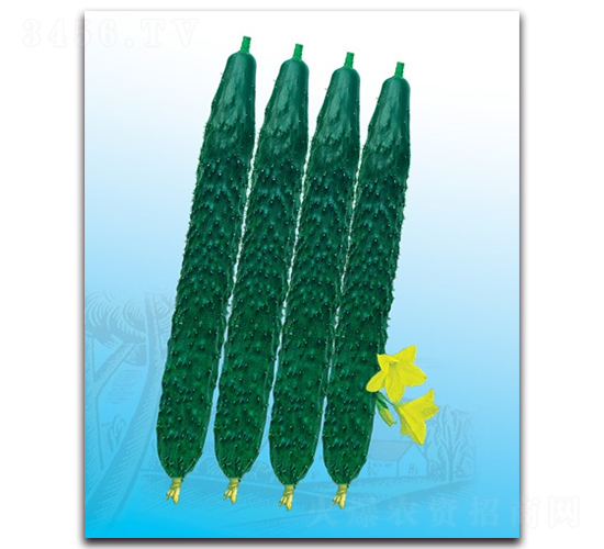 �ď�56�S��-�S�ϷN��-����N�I(y��)