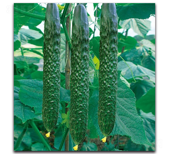 �t��516�S��-�S�ϷN��-����N�I(y��)