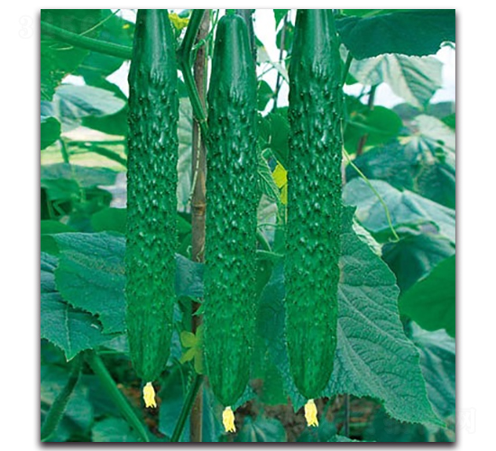 �t��555�S��-�S�ϷN��-����N�I(y��)