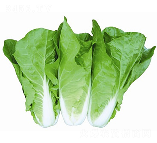 ���6̖-��ײ˷N��-����N�I(y��)