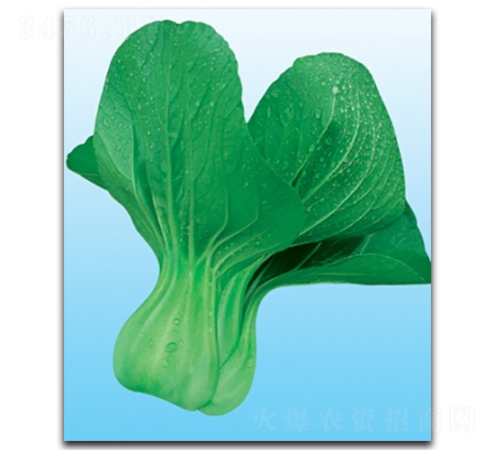 美華青梗菜-青梗菜種子-科翔種業(yè)