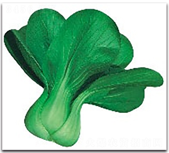 ����8̖-�๣�˷N��-����N�I(y��)