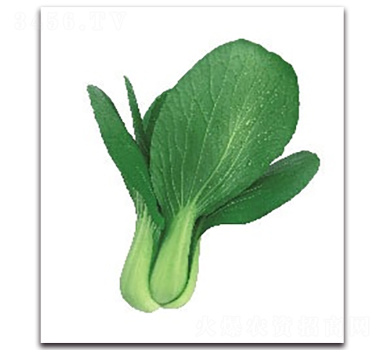 華夏紅3號(hào)青梗菜-青梗菜種子-科翔種業(yè)
