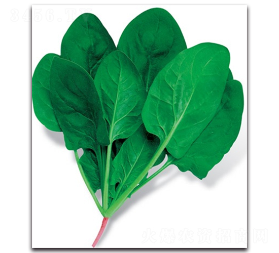 優(yōu)越316-菠菜種子-科翔種業(yè)