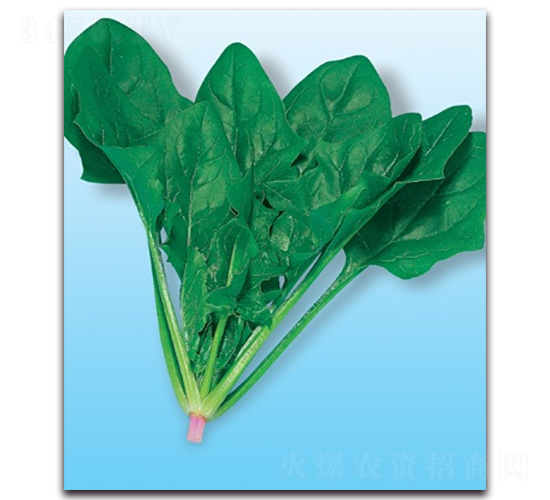 優(yōu)越-菠菜種子-科翔種業(yè)