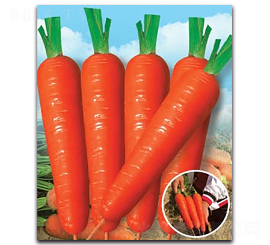 東方紅七寸-蘿卜種子-科翔種業(yè)