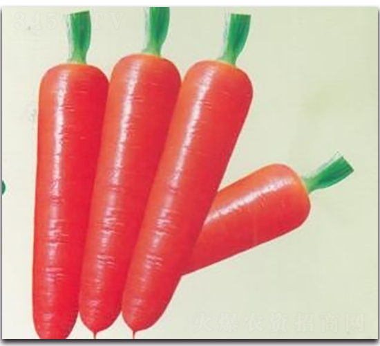 紅力160胡蘿卜-蘿卜種子-科翔種業(yè)