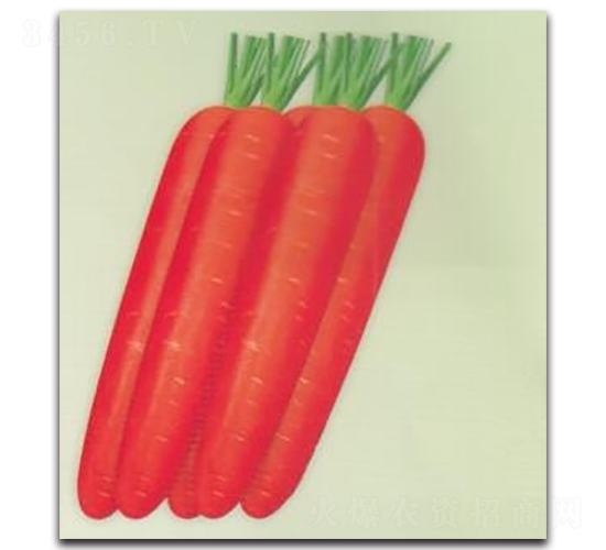 紅力100胡蘿卜-蘿卜種子-科翔種業(yè)