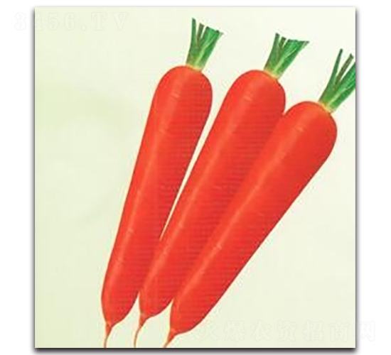 東方20胡蘿卜-蘿卜種子-科翔種業(yè)