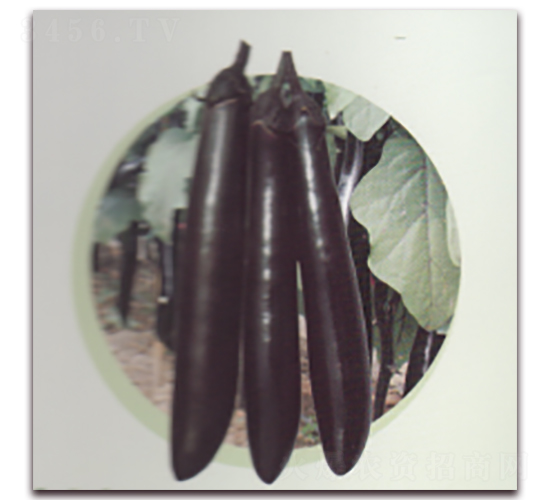 黑美人茄子-茄子種子-科翔種業(yè)