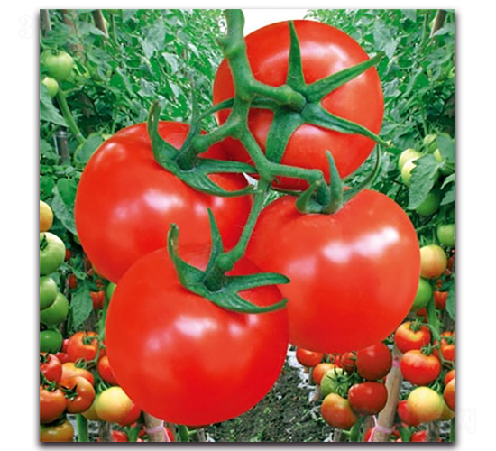 紅力大紅番茄-番茄種子-科翔種業(yè)