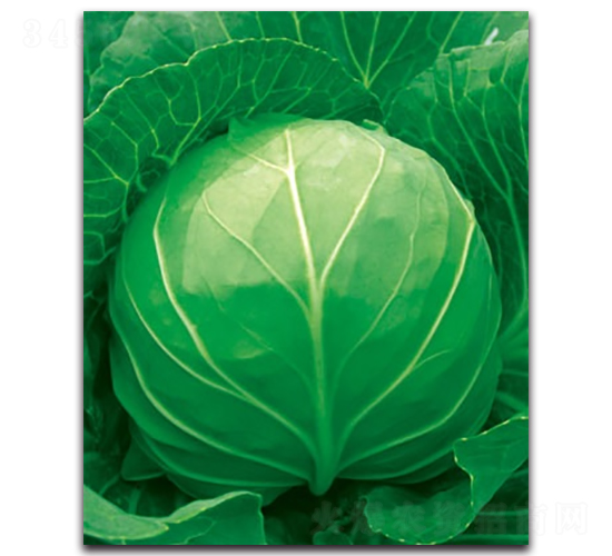 未來055甘藍-甘藍種子-科翔種業(yè)