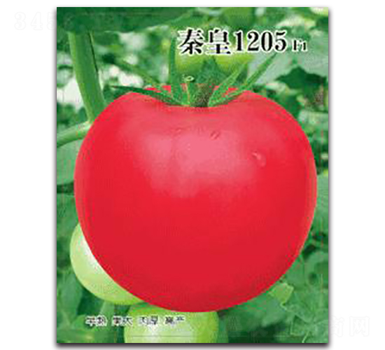 �ػ�1205F1-���ѷN��-�ػ�