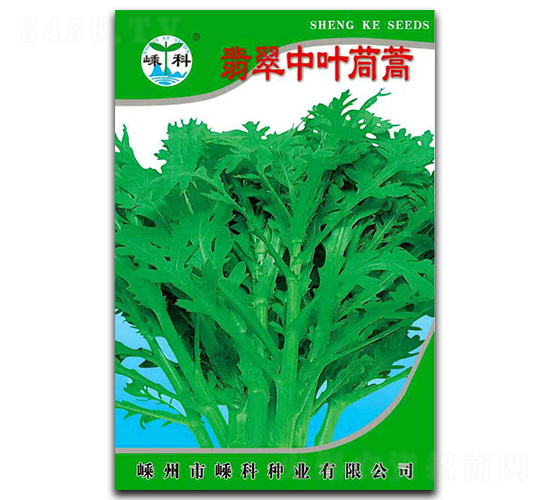 翡翠中葉茼蒿-茼蒿種子-嵊科種業(yè)