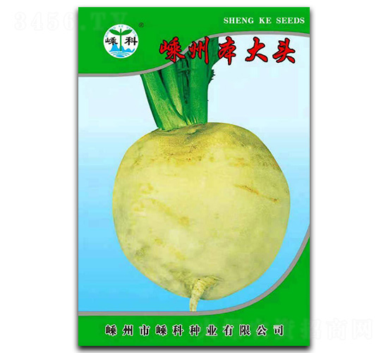 嵊州本大頭-芥菜種子-嵊科種業(yè)