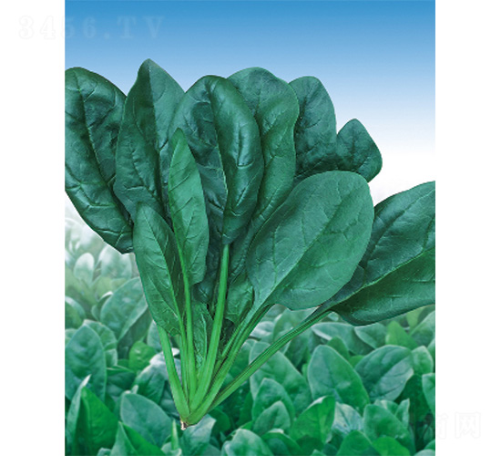 ���S����-���˷N��-����