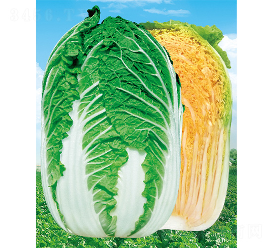 ��(m��ng)��-�ײ˷N��-����