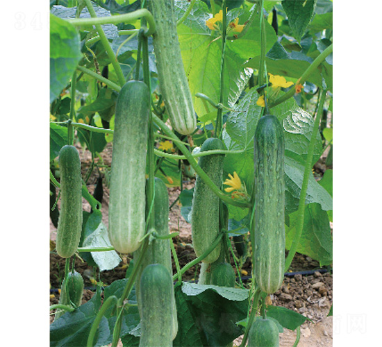 ��DV-67-�S�ϷN��-����