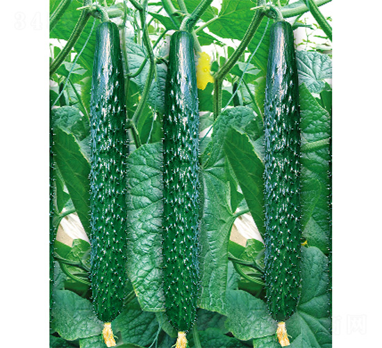 ��DV-26-�S�ϷN��-����