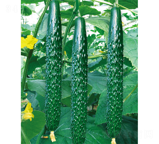 德亞DV-11-黃瓜種子-威爾